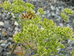 Lomatium triternatum