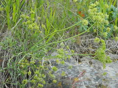 Lomatium triternatum