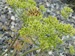 Lomatium triternatum