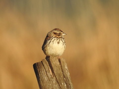 Xenospiza baileyi
