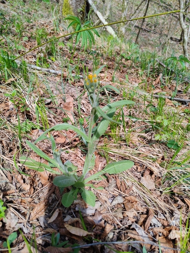 Southern ragwort (Tephroseris longifolia)