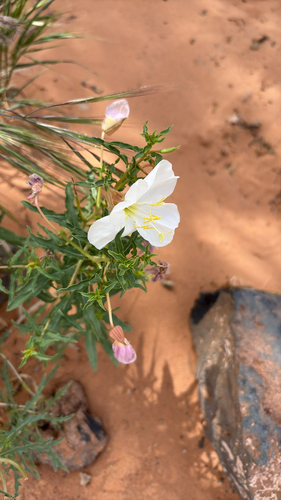 Pale Evening Primrose (Oenothera pallida)