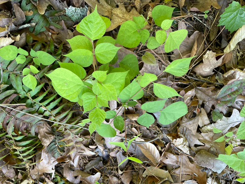 pointed-leaved tick-trefoil (Hylodesmum glutinosum)