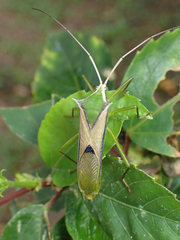 Homoeocerus angulatus