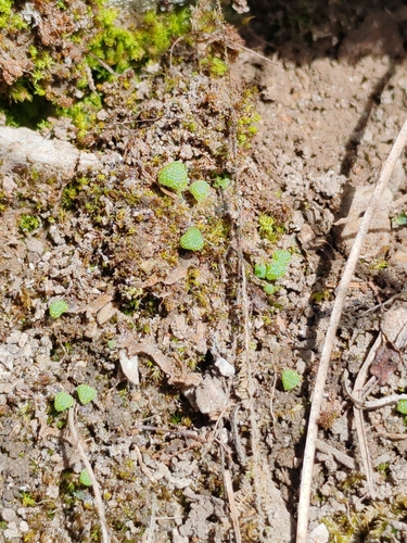 Field Macewort (Mannia triandra)