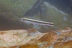 Labeoninae