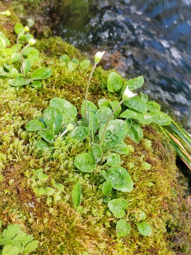 false aster (Aster bellidiastrum)