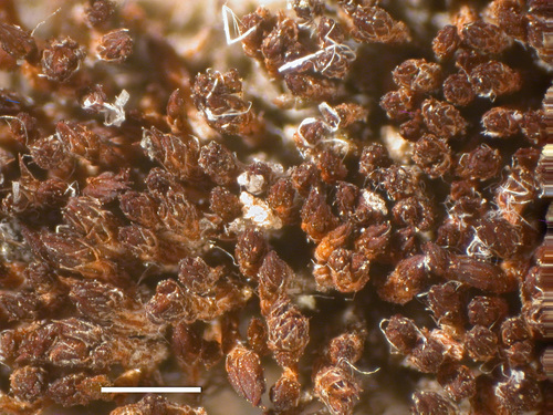 Bryoerythrophyllum columbianum