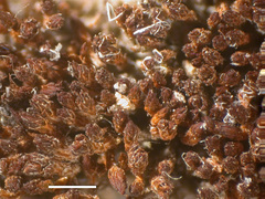 Bryoerythrophyllum columbianum