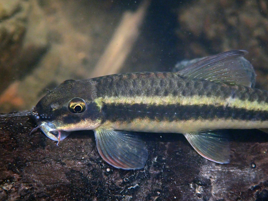 Garra borneensis