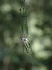 Decorative Vleispider - Photo (c) hokoonwong, some rights reserved (CC BY-NC), uploaded by hokoonwong