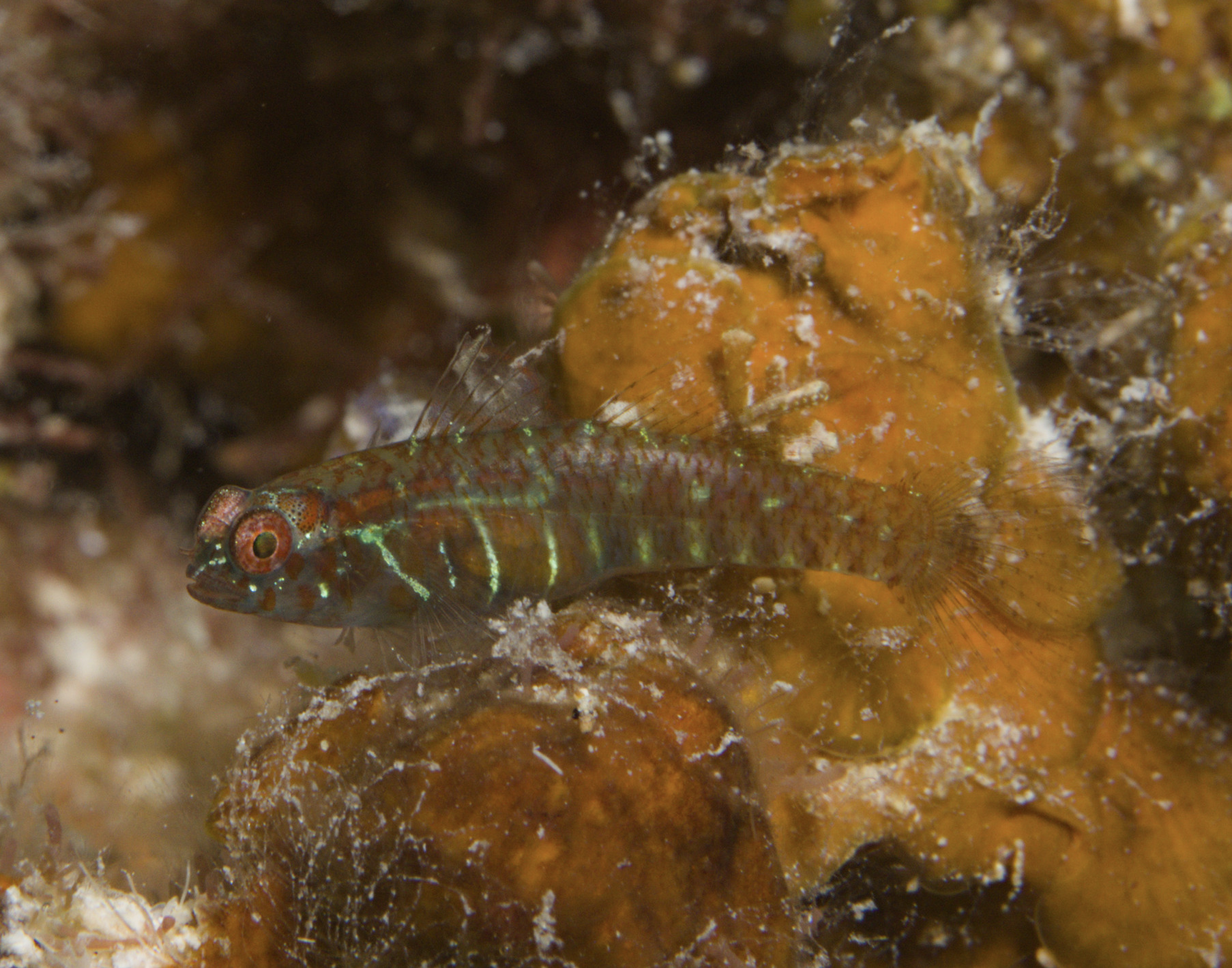 Polkadot Dwarfgoby photo 4