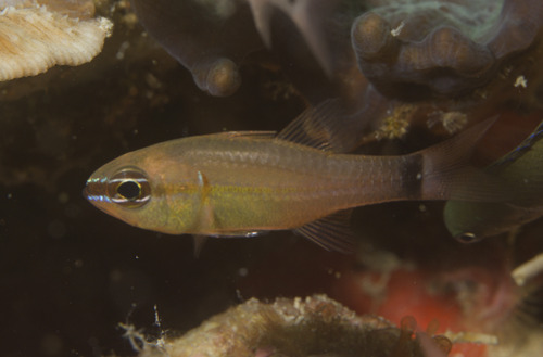 Komodo cardinalfish (Ostorhinchus komodoensis) — Apogonidae — 2