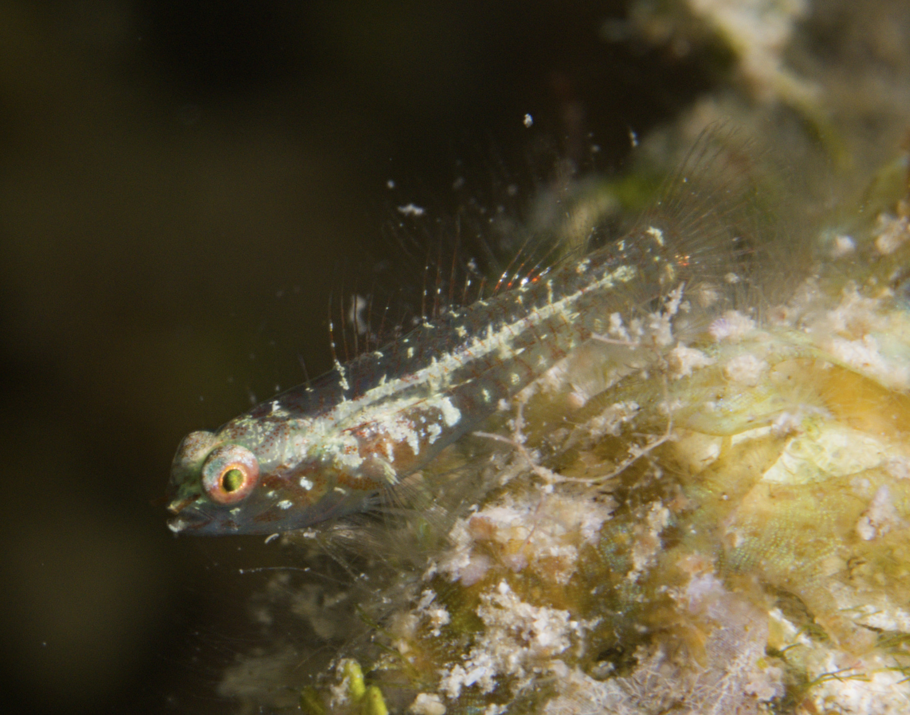 Infulata Pygmy Goby photo 5