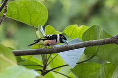 Eurylaimus ochromalus