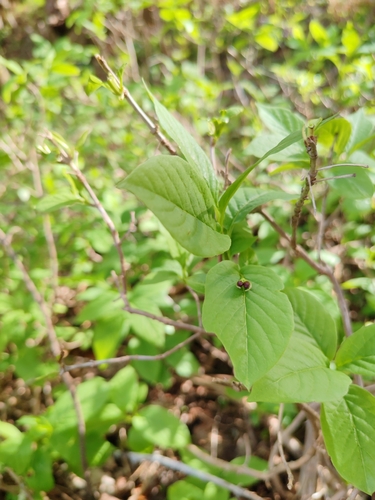 Alpine Honeysuckle (Lonicera alpigena)