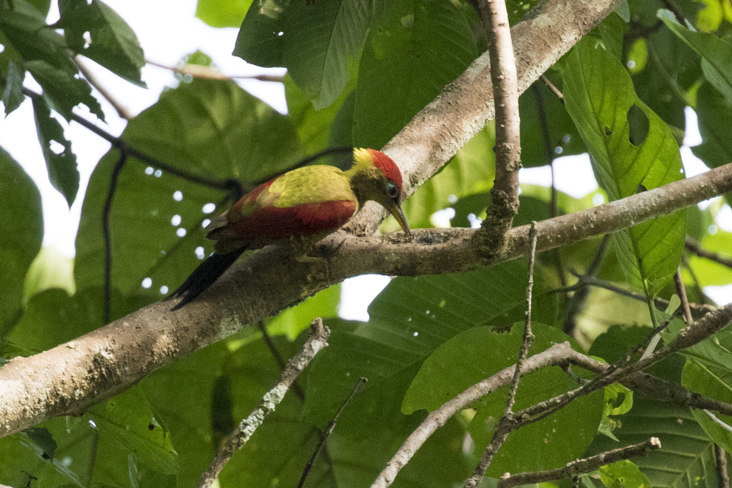 Crimson-Winged Woodpecker