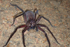 Heteropoda tetrica