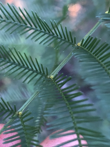 Sydney green wattle (Acacia decurrens)