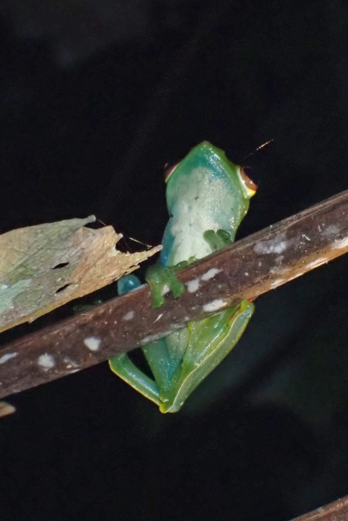 Dulit Flying Frog