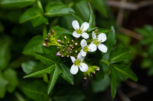 Cardamine amara (Cardamine amara)
