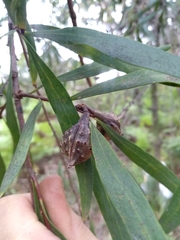 Hakea salicifolia