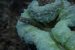 Ecsenius yaeyamaensis