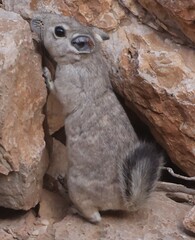 Speke's Gundi photo 4