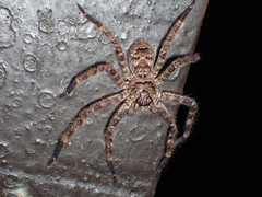 Heteropoda lunula