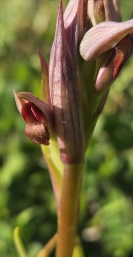 Lesser Tongue-orchid (Serapias parviflora)