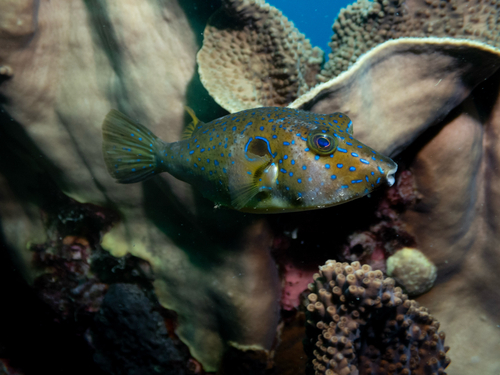 Bluespotted toadfish (Omegophora cyanopunctata) — Tetraodontidae
