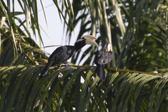 Anthracoceros malayanus