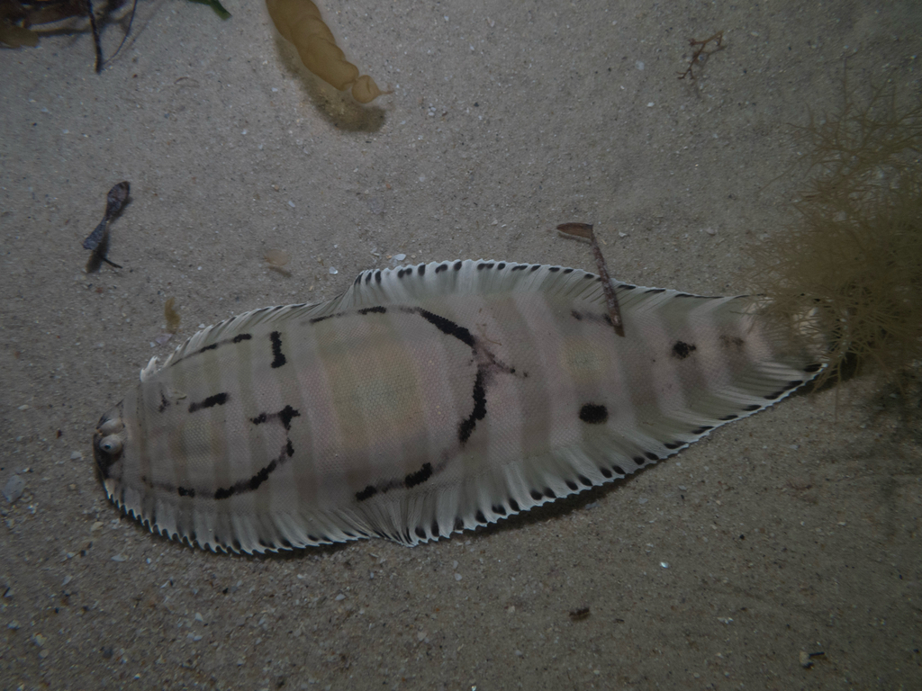 Gegeselde tongschar (Zebrias cancellatus) — Soleidae