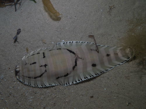 Harrowed sole (Zebrias cancellatus) — Soleidae
