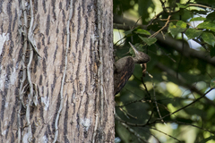 Reinwardtipicus validus