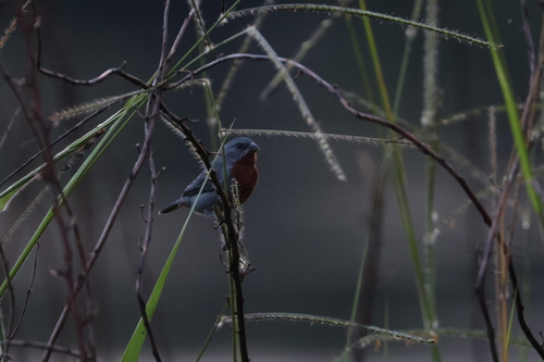 Chestnut-bellied Seedeater (Sporophila castaneiventris), photo 3