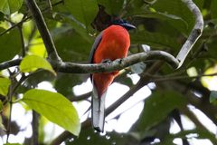 Harpactes duvaucelii