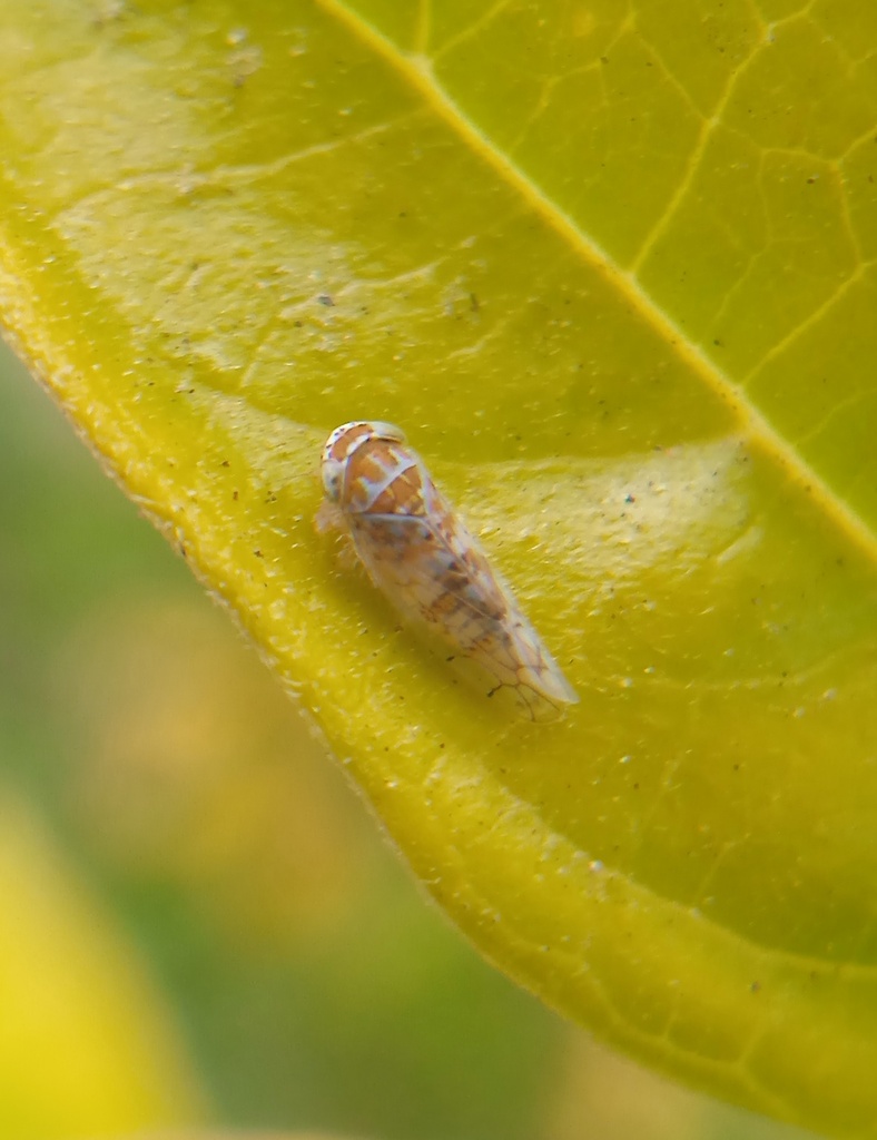 Bandara hyalina