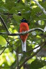 Harpactes duvaucelii