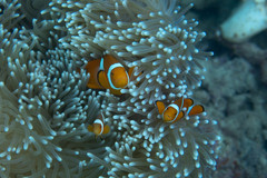 Amphiprion percula