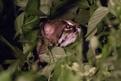 Prionailurus javanensis sumatranus