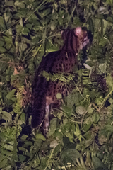 Prionailurus javanensis sumatranus