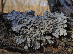 Punctelia caseana