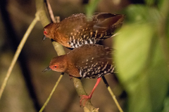 Rallina fasciata