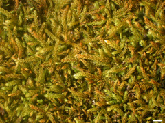 Claopodium whippleanum