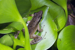 Indosylvirana nicobariensis