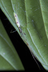 Tetragnatha hasselti