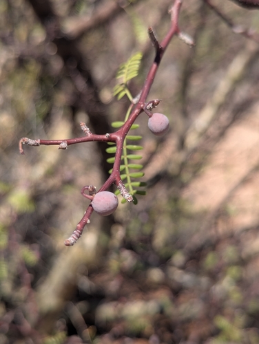 elephant tree (Bursera microphylla)