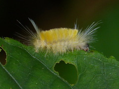 Lophocampa annulosa