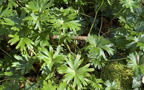 Winter Aconite (Eranthis hyemalis)